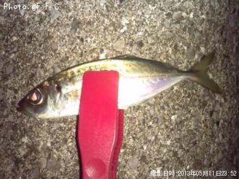 アジ-2013-5-11 23:52
