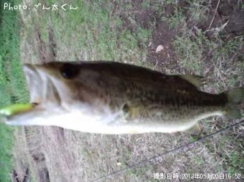 ブラックバス-2013-5-20 16:52