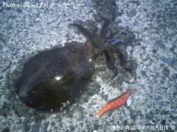 アオリイカ-2013-5-25 18:53