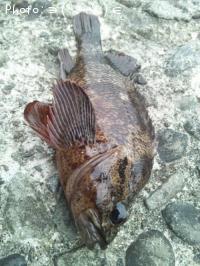 ソイ-2013-6-6 16:10