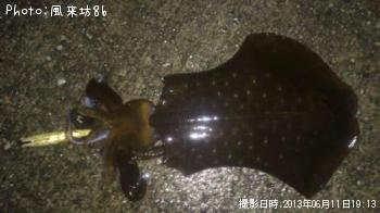 アオリイカ-2013-6-11 19:13