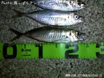 アジ-2013-6-16 3:23