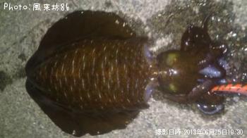 アオリイカ-2013-6-25 19:30