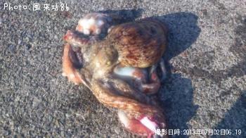 タコ-2013-7-2 6:19