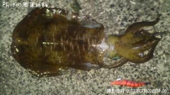 アオリイカ-2013-7-2 4:5