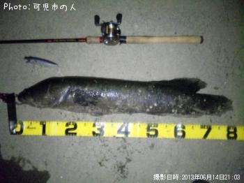 雷魚-2013-6-14 21:3