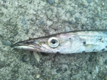 カマス-2013-7-15 4:45