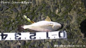 イシモチ-2013-7-15 14:18