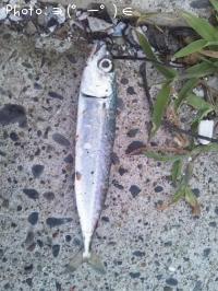 サバ-2013-7-20 4:45