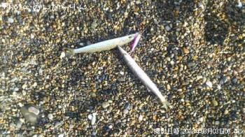 カマス-2013-8-3 6:48