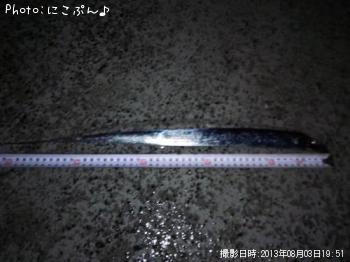 太刀魚-2013-8-3 19:51