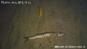 カマス-2013-8-13 4:41