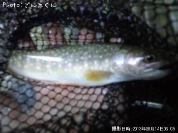 イワナ-2013-8-14 6:5