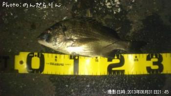 クロダイ-2013-8-31 21:45