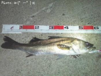 シーバス-2013-9-16 1:45