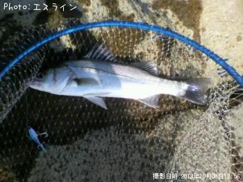 シーバス