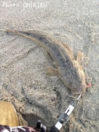 マゴチ-2013-10-12 16:46