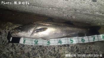 シーバス-2013-10-31 3:46