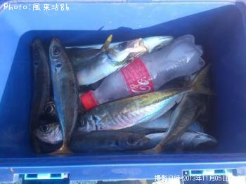 アジ-2013-11-5 7:44