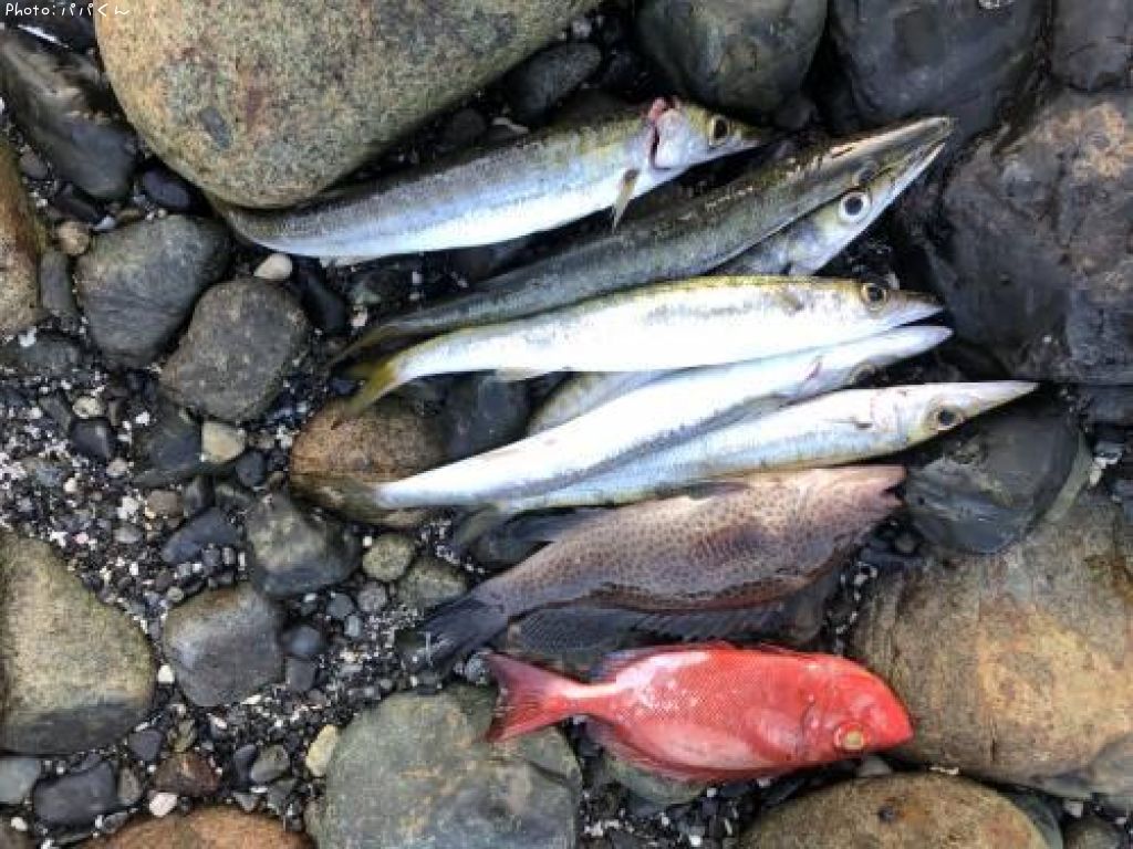 タイワンカマス