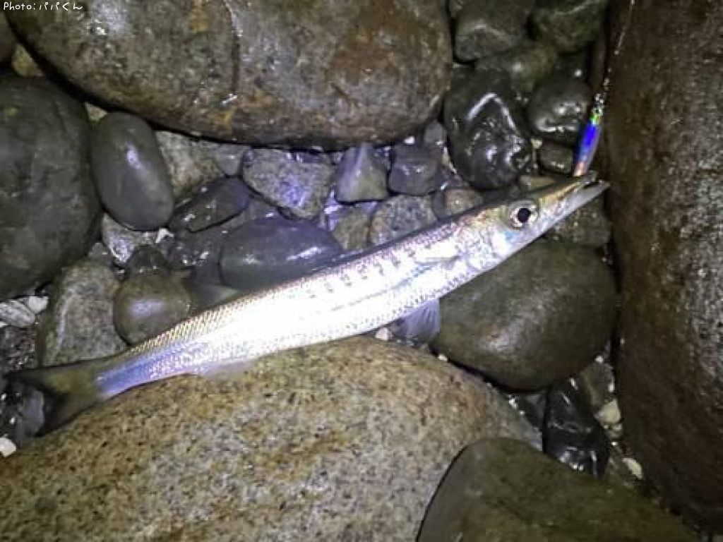 タイワンカマス