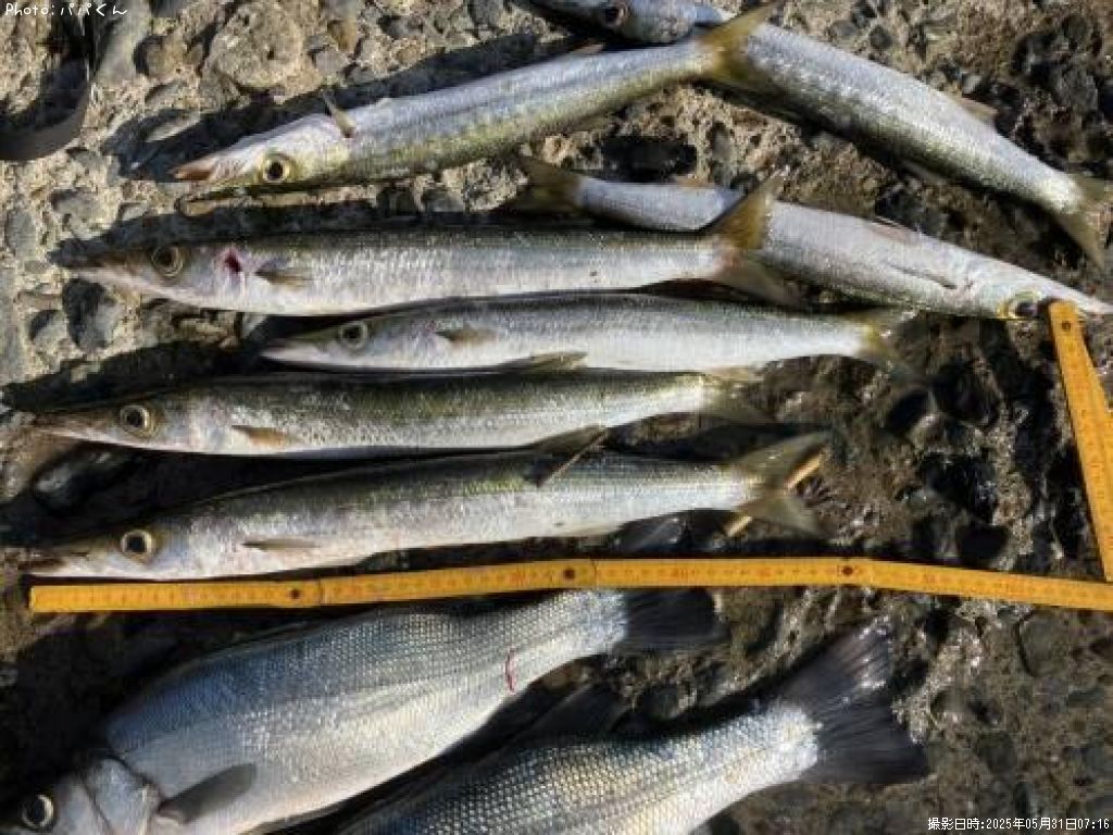 タイワンカマス