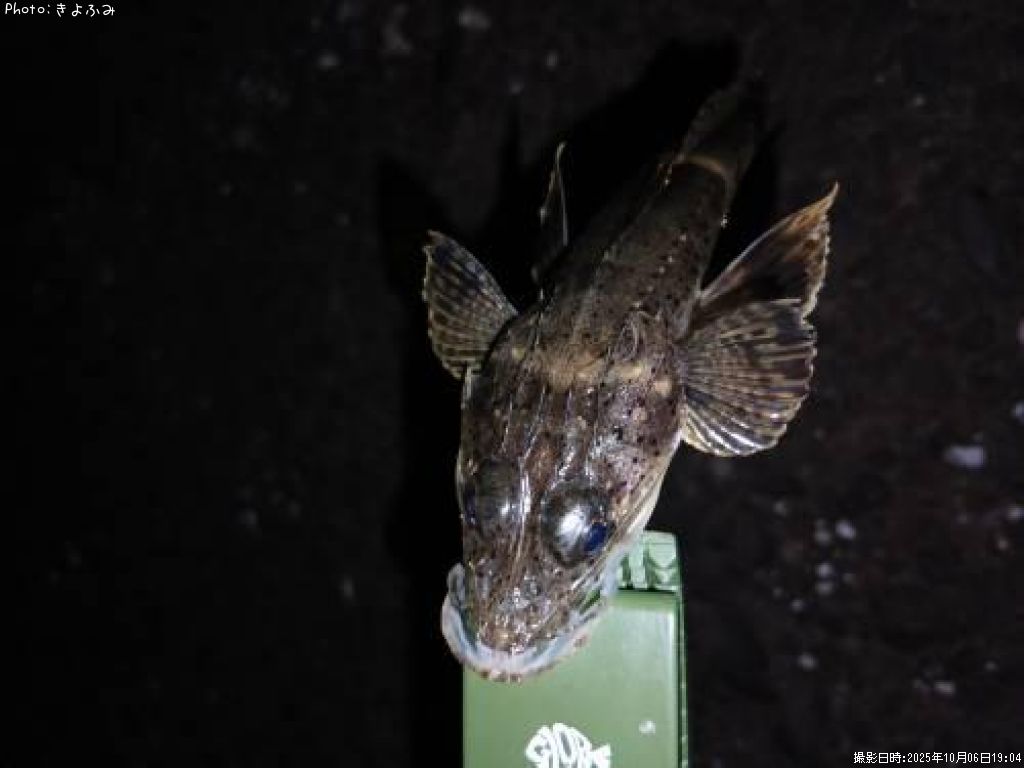 ワニゴチ、セイゴ