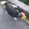 ふるしあんて