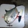 小魚ハンターらっき